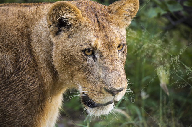 Close up, a female lion, head and shoulders.