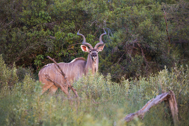 Kudu, Tragelaphus strepsiceros, at sunset