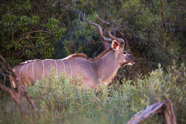 Kudu, Tragelaphus strepsiceros, at sunset
