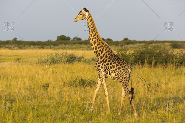 family giraffe stock photos - OFFSET
