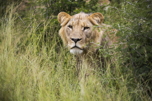 A female lion partially hidden in long grass