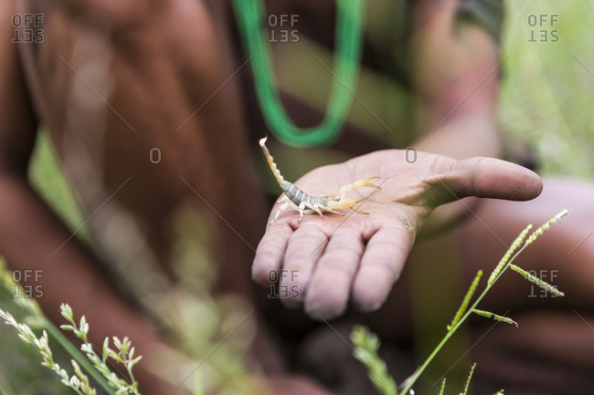 Close up of a San peoples bushman holding scorpion, Botswana