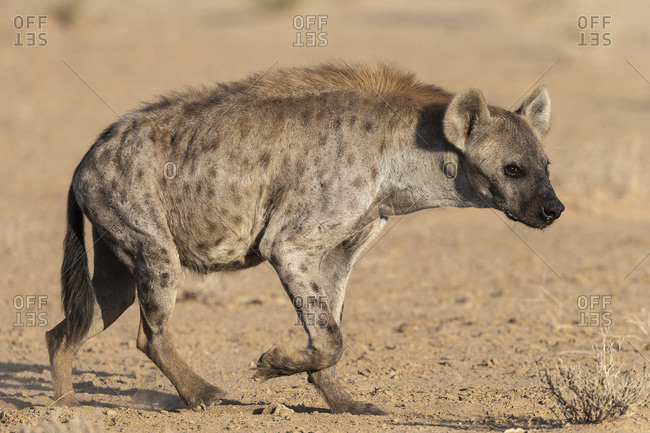 Spotted hyena (Crocuta crocuta), Kgalagadi Transfrontier Park, South Africa, Africa