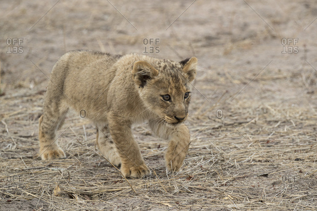 Lion (Panthera leo) cub, Elephant Plains, Sabi Sand Game Reserve, South Africa, Africa