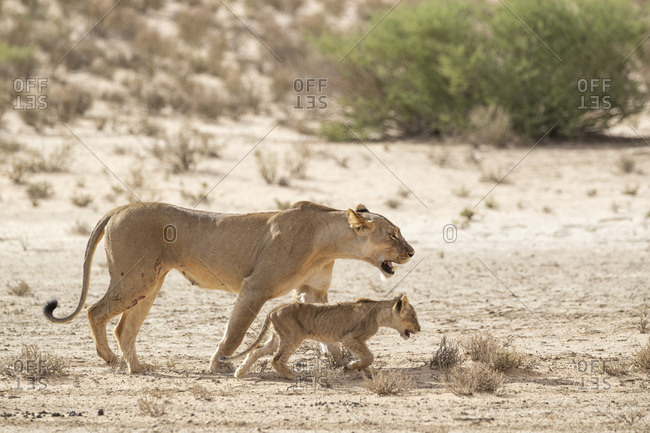 Lioness (Panthera leo) with cub, Kgalagadi Transfrontier Park, South Africa, Africa