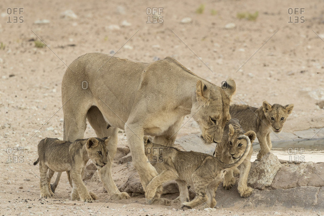 Lioness (Panthera leo) with cubs, Kgalagadi Transfrontier Park, South Africa, Africa