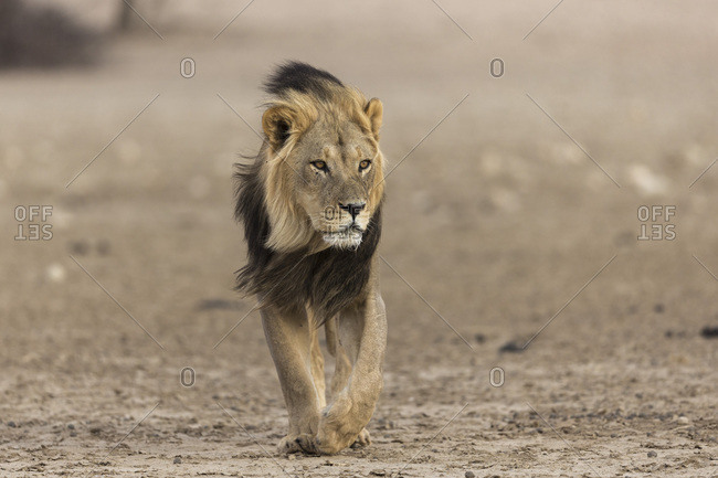 Lion (Panthera leo), Kgalagadi Transfrontier Park, South Africa, Africa