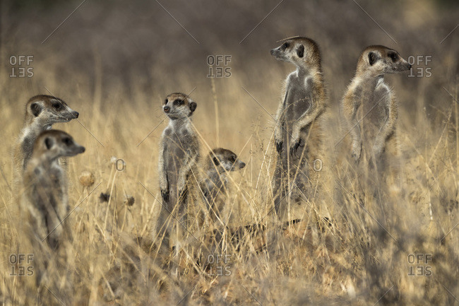 Meerkats (Suricata suricatta), Kgalagadi Transfrontier Park, South Africa, Africa