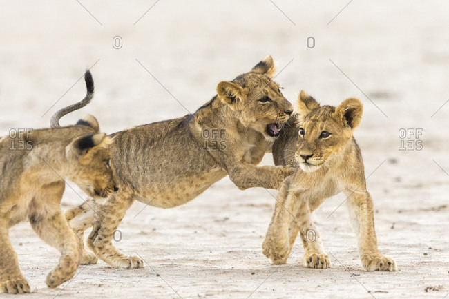 Lion (Panthera leo) cubs playing, Kgalagadi Transfrontier Park, South Africa, Africa