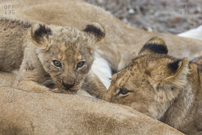 Lions cubs play fighting stock photo - OFFSET