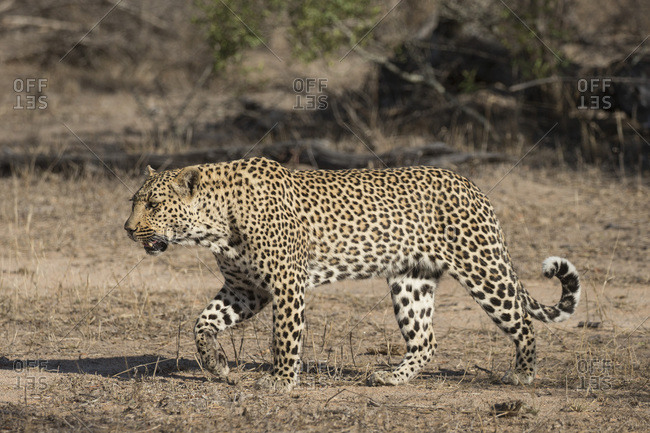 Leopard (Panthera pardus), Elephant Plains, Sabi Sand Game Reserve, South Africa, Africa