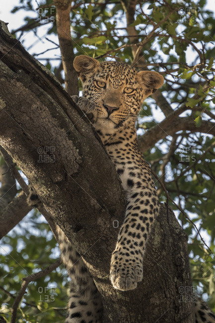 Leopard (Panthera pardus), Elephant Plains, Sabi Sand Game Reserve, South Africa, Africa