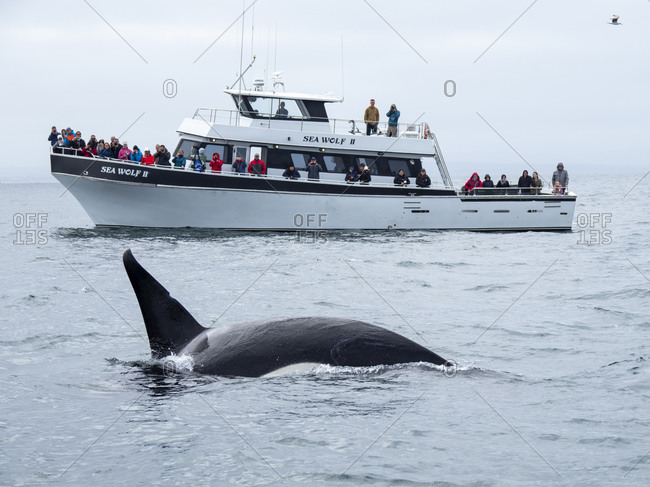 April 30, 2019: Transient killer whale (Orcinus orca), near whale watching boat, Monterey Bay National Marine Sanctuary, California, United States of America, North America