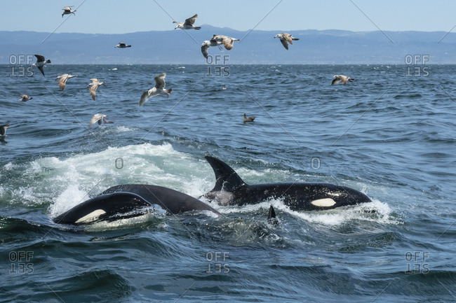 Transient killer whales (Orcinus orca), feeding on a California grey whale calf, Monterey Bay, California, United States of America, North America