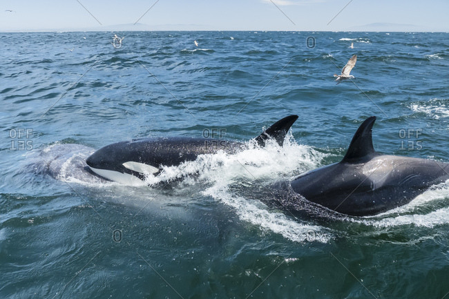 Transient killer whales (Orcinus orca) feeding on a California grey whale calf, Monterey Bay, California, United States of America, North America