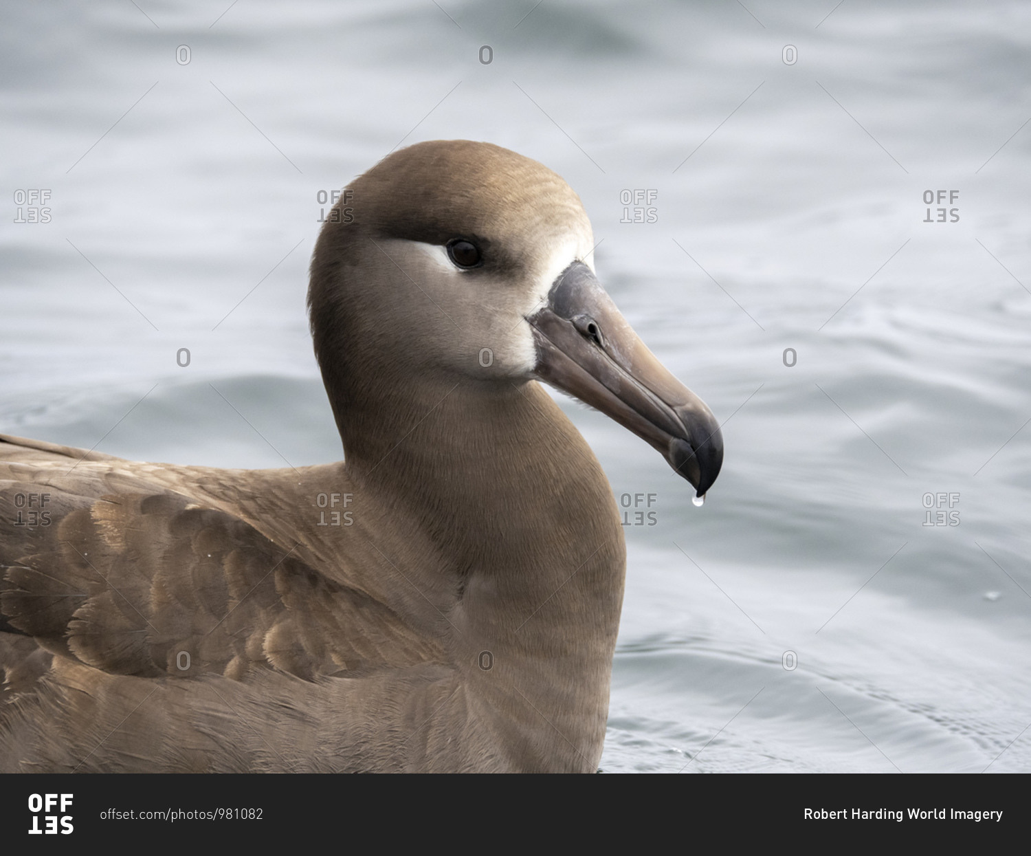 An adult black-footed albatross (Phoebastria nigripes), resting on the sea, Monterey Bay, California, United States of America, North America