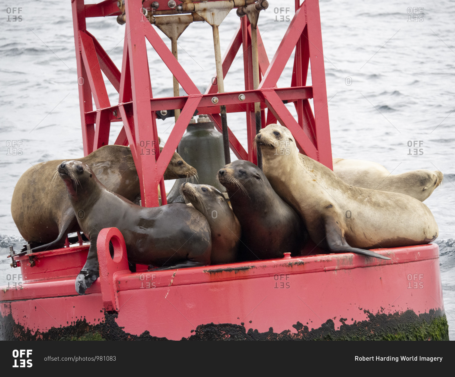 Adult California sea lions (Zanclus californianus), hauled out on a buoy near Moss Landing, California, United States of America, North America