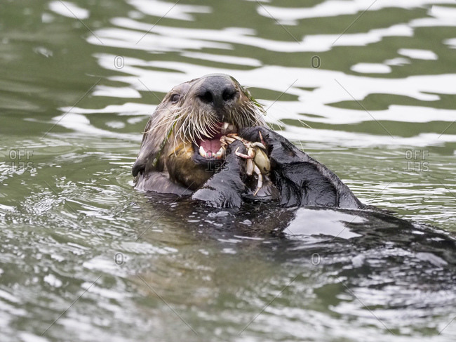 An adult female sea otter (Enhydra lutris), feeding on a crab in Elkhorn Slough near Moss Landing, California, United States of America, North America