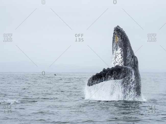 Humpback whale (Megaptera novaeangliae), breaching in Monterey Bay National Marine Sanctuary, California, United States of America, North America