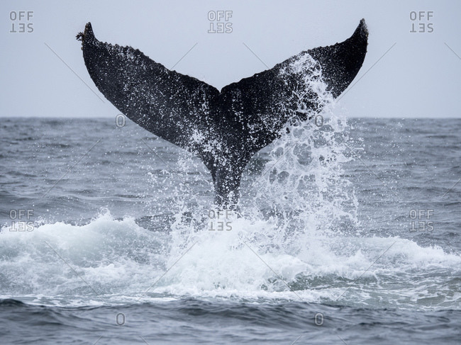 Humpback whale (Megaptera novaeangliae), tail lobbing in Monterey Bay National Marine Sanctuary, California, United States of America, North America
