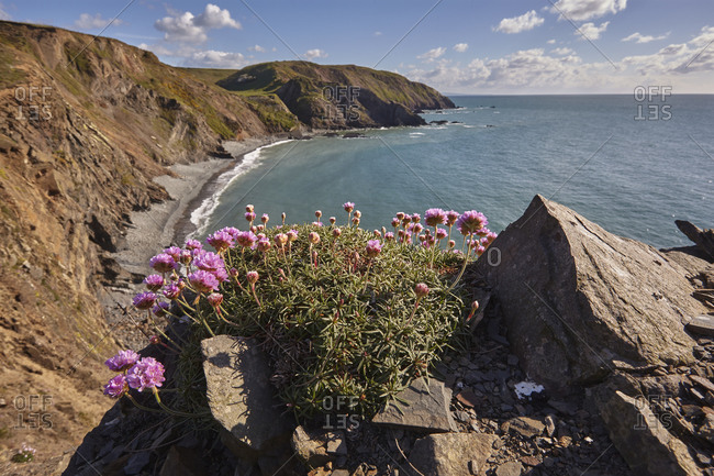 Cliffs along Devon's Atlantic coast, with a cluster of Sea Pink (Thrift) (Armeria maritima) in flower, Hartland Quay, Devon, England, United Kingdom, Europe