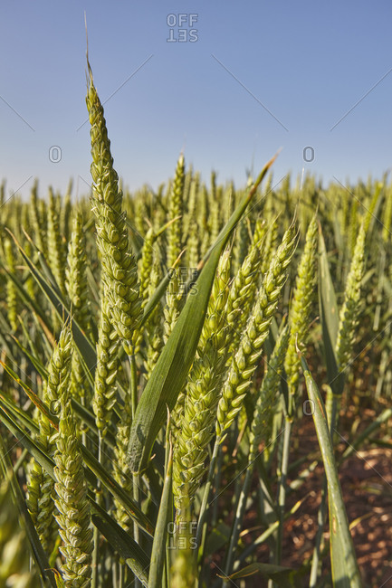 English farmland in summer, a field of growing wheat, near Crediton, in Devon, England, United Kingdom, Europe