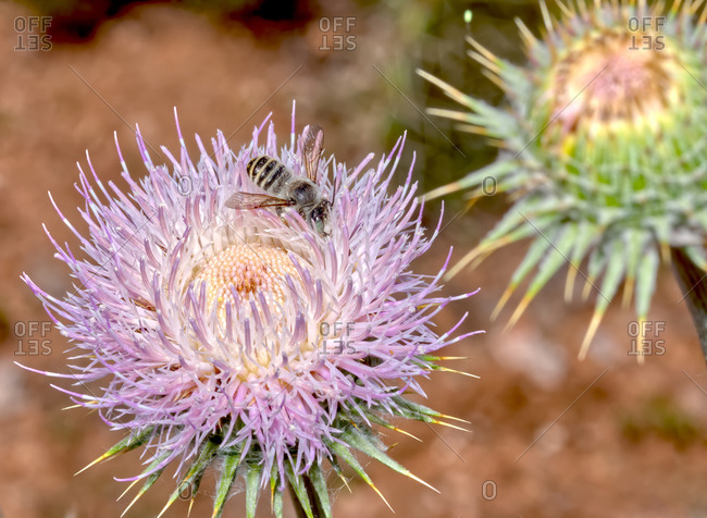 Macro photo of a Wheeler's Thistle Flower native to Arizona, United States of America, North America