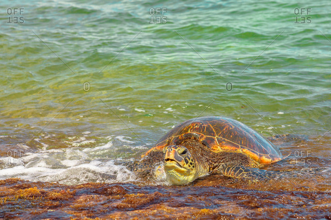 Hawaiian Sea Turtle (Green Sea Turtle) rests on the shore in Laniakea Beach (Turtle Beach) on Oahu island, Hawaii, United States of America, Pacific, North America
