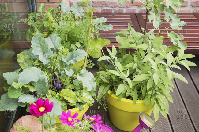 Flowers and vegetables growing on balcony garden