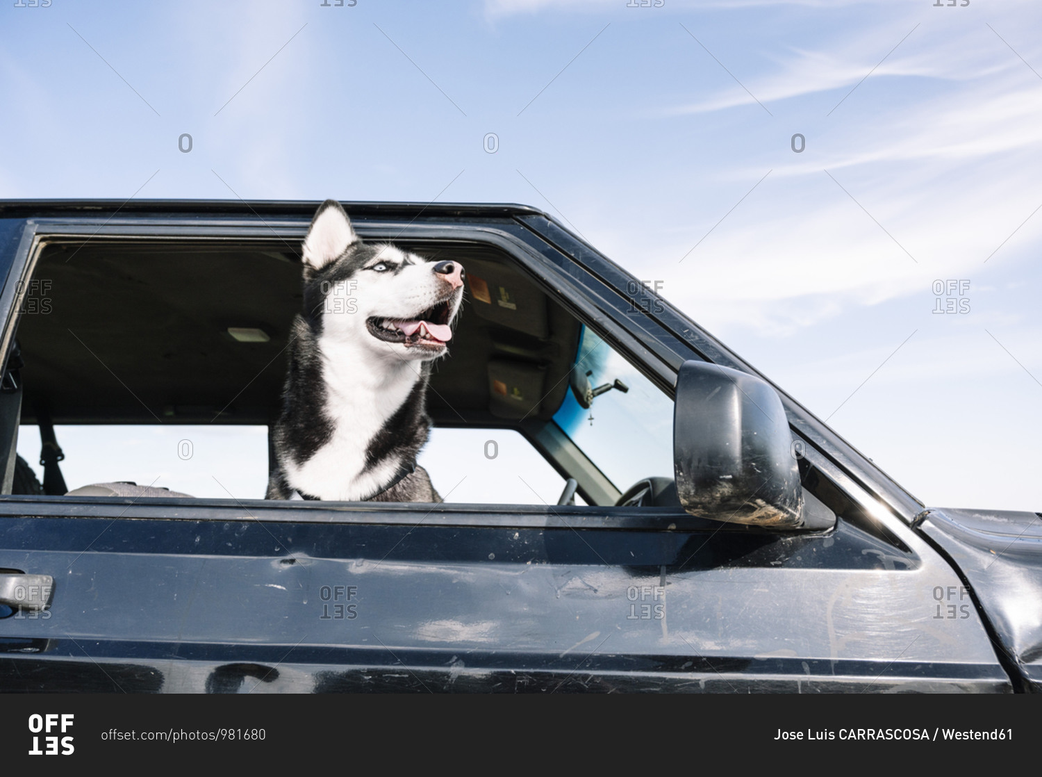 Husky looking out from vehicle window
