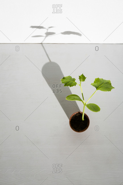 Potted zucchini vegetable seedling in greenhouse