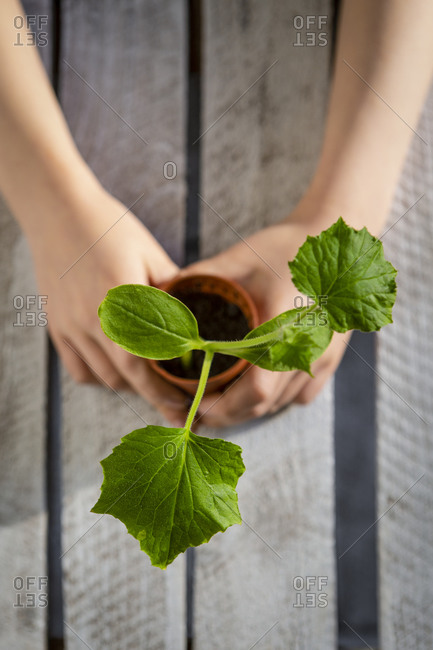 Arms of little girl holding potted zucchini seedling