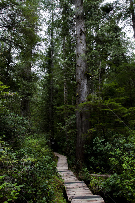 Board walk forest trail in British Columbia, Canada