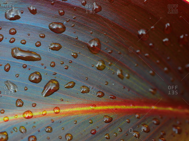 Raindrops on a colorful leaf