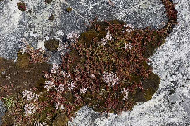 Sweden, OstergOtaland, St. Anna, archipelago, detail rocks
