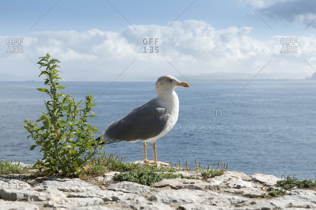 Spain, Cantabria, Castro-Urdiales, medieval port city, quay wall, seagull