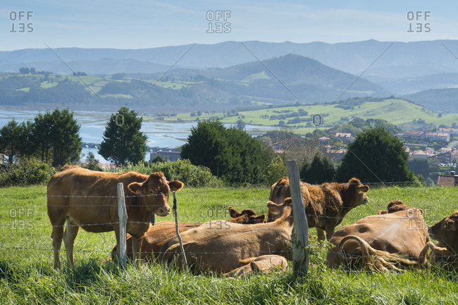 Spain, north coast, Cantabria, landscape, grazing cows
