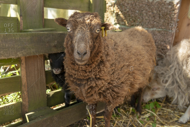 Sheep (ovis) on a farm