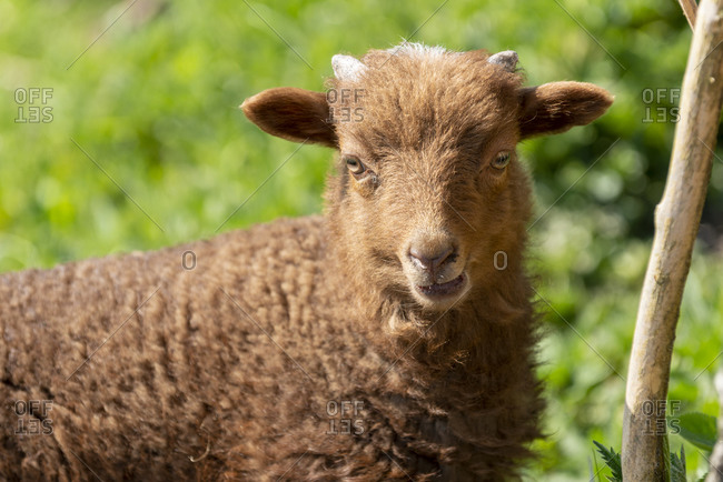 Sheep (ovis) on a farm