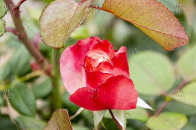 Close-up of rose blossom in spring
