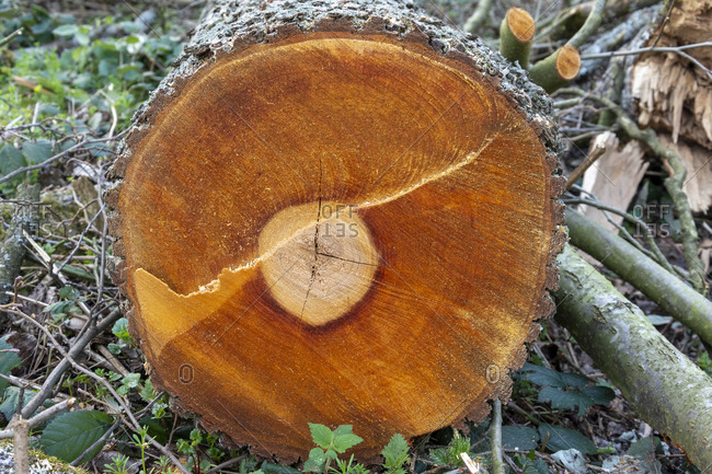 Tree slice, cut surface of a felled tree.