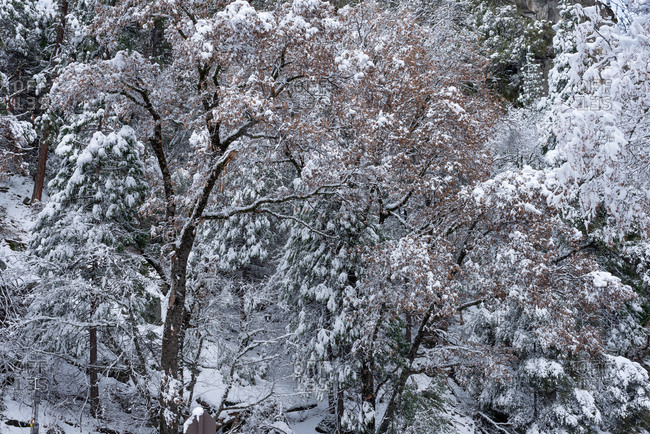 Trees covered with snow after a storm in Yosemite National Park