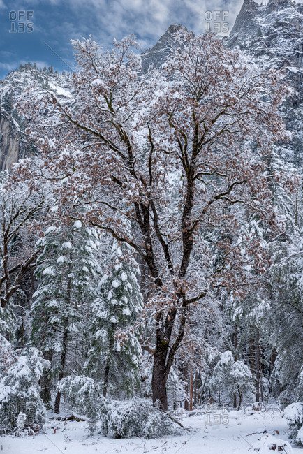 Trees covered with snow after a storm in Yosemite National Park