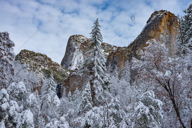 Cathedral Spires and trees covered with snow, Yosemite National Park