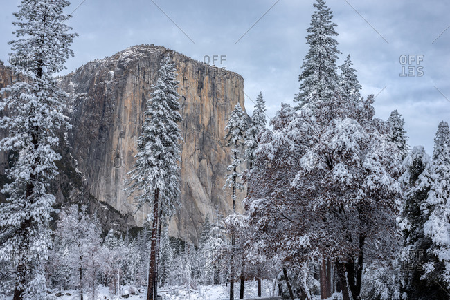 El Capitan and pine trees covered with snow, Yosemite National Park