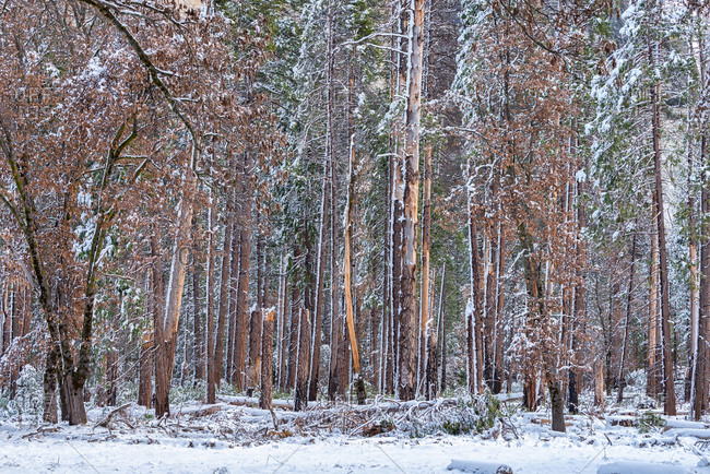 Black Oak trees covered with snow right after a storm, Yosemite National Park