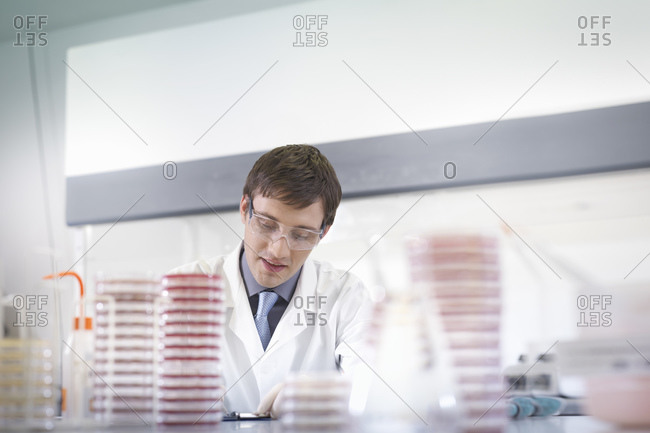 Male scientist researcher wearing safety glasses at workstation with petri dishes in research laboratory.