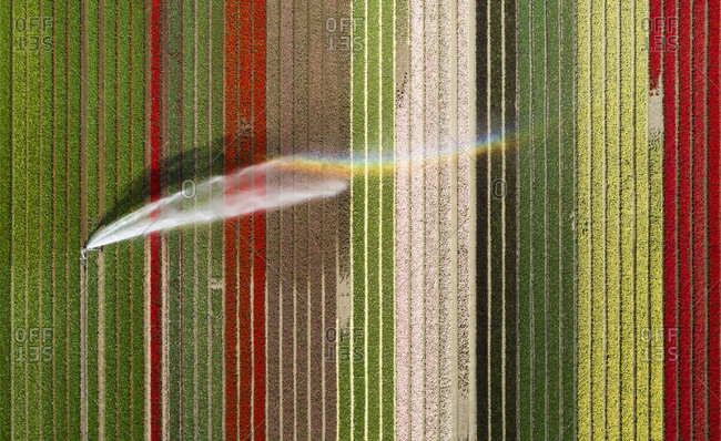 Aerial view of bulb fields in the north of Netherlands being irrigated.