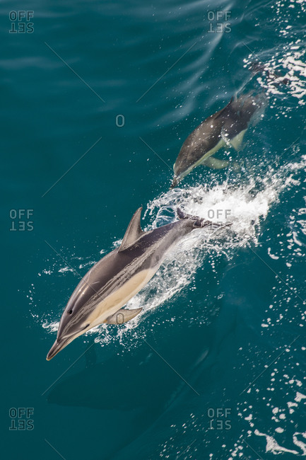 High angle view of two Bottlenose Dolphins swimming close to surface in the Atlantic Ocean.