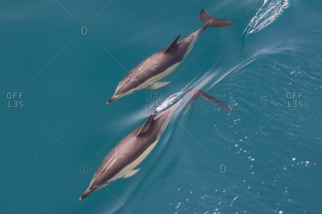 High angle view of two Bottlenose Dolphins, tursiops truncatus, swimming close to surface